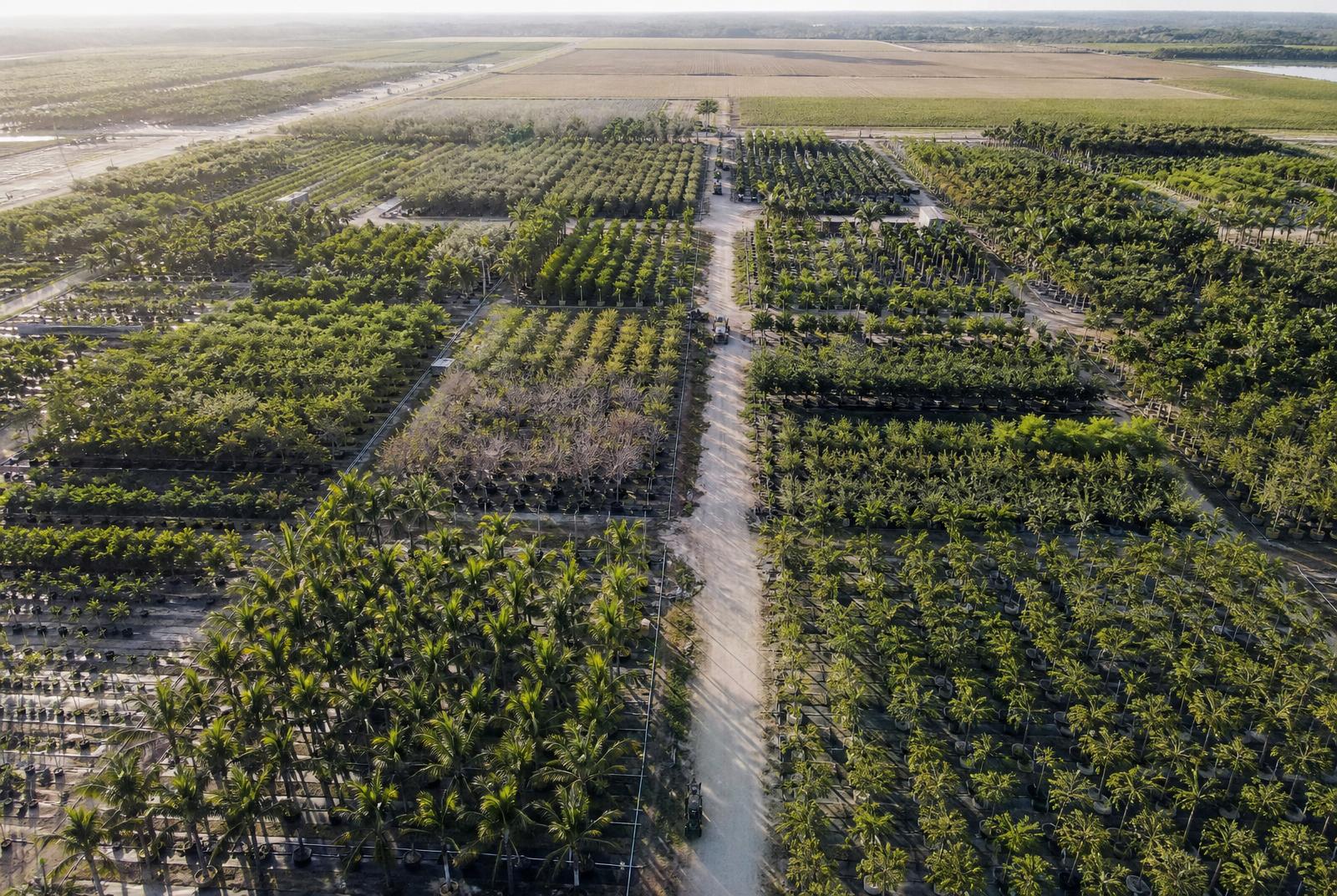 Aerial view of thousands of containerized palms and shade trees at a South Florida tree farm